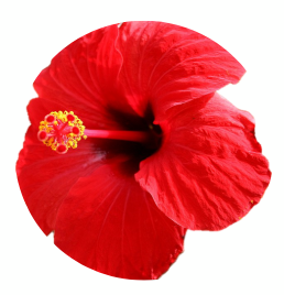 floare-de-hibiscus